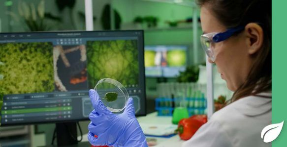 EGCG: Wie das Catechin vom Körper eingesetzt wird