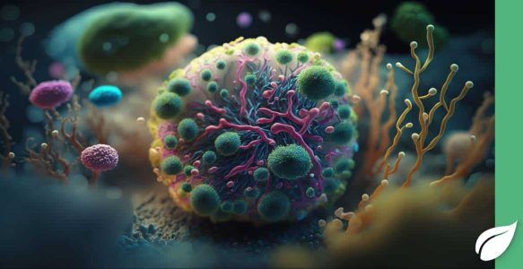 Bifidobacterium-infantis