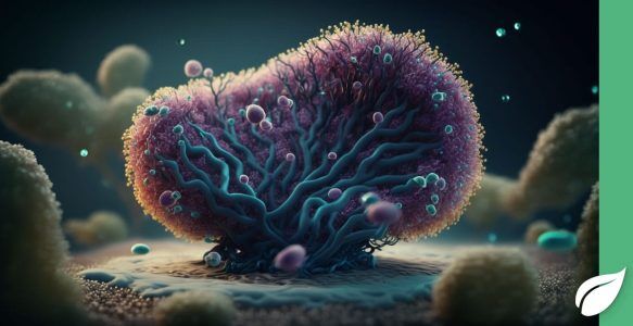 Bifidobakterium-bifidum
