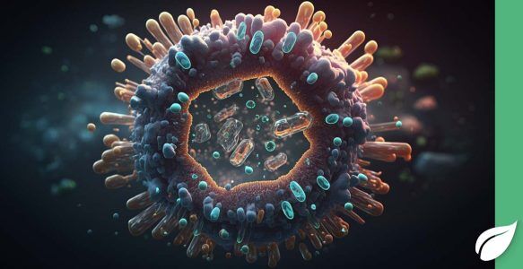 Bifidobacterium-longum